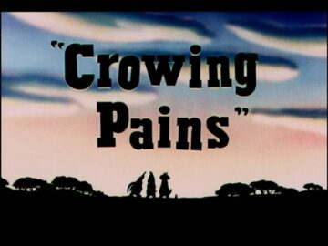 Crowing-Pains